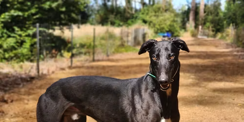 November Walk- Styx Mill