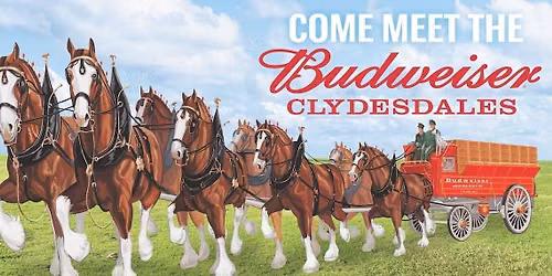 Budweiser Clydesdales