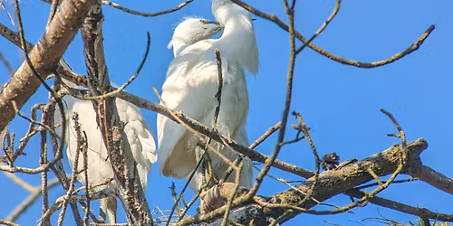 Cuckmere Haven Birds Walk & Talk