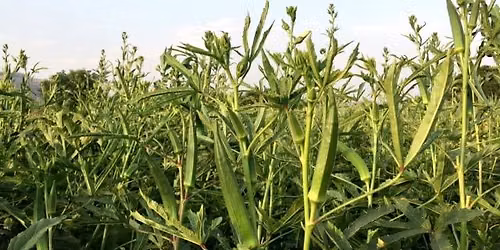 Okra Occasion