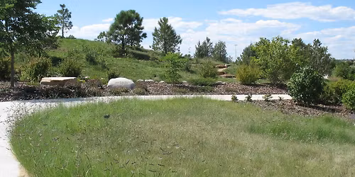 Little Lawn on the Prairie: Native Grass Landscapes