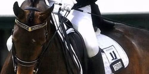 Total Equine Genetics Victorian Dressage Club Championships 