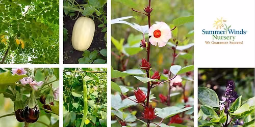 Phoenix-Summer Edibles for Arizona: What to Grow in the Heat