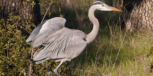 Twilight Nature Walk at the Baylands