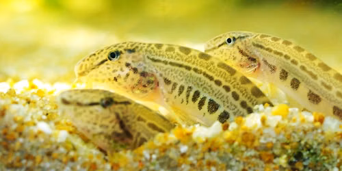 Vortrag von Manfred Christ: \u201eDie Fischfauna der Lobau\u201c