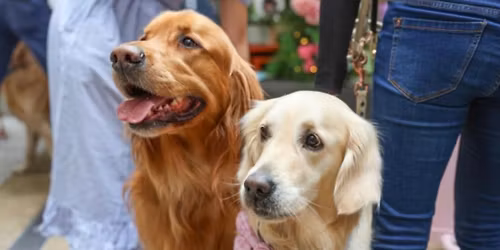 GOLDEN RETRIEVER CAFE - COLCHESTER