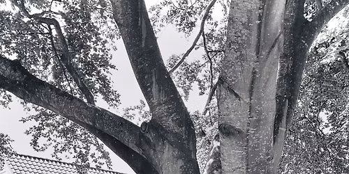 Wayfaring Strangers - I Eva Cassidy`s fotspor