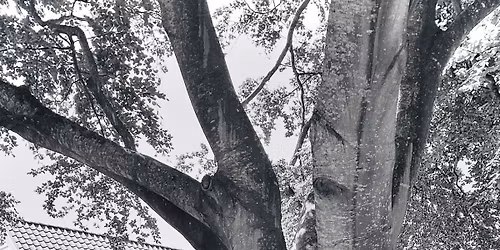 Wayfaring Strangers - I Eva Cassidy`s fotspor