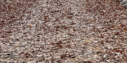 November Chapter Hike - Rockford (please note time)