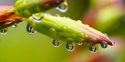 Flower and Garden Photography Course (Melbourne Gardens)