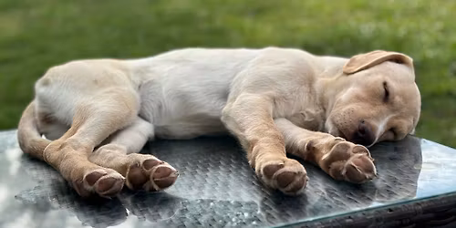 Puppy Kindergarten (with Kris Snider)