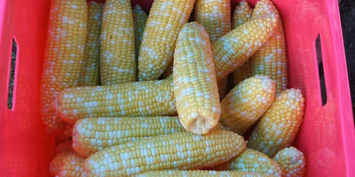 Green Corn Ceremony 2026