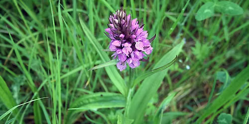NWT Holme Dunes - in search of flowers, plants and butterflies (11 June)