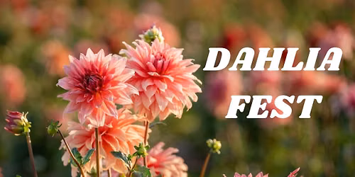 Dahlia Fest at Bloom Hill Farm