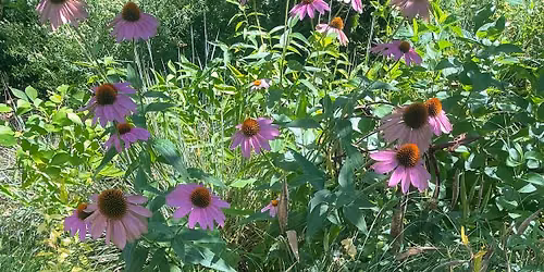 Kentucky Native Seed Swap
