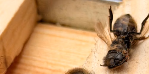 Behind the Hives: Bee Tour & Talk