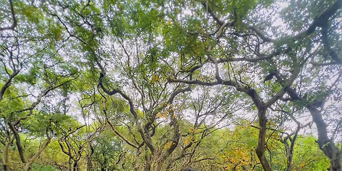 \u09b8\u09bf\u09b2\u09c7\u099f (\u09ec\u09e7)