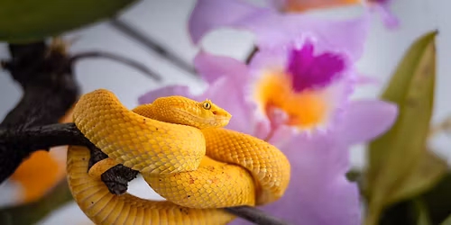 Venom Among the Vines