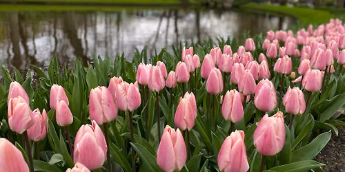 (SPACE AVAILABLE!) 2027: 7-Nt TULIP TIME Spring River Cruise w\/ Jen Henriksen