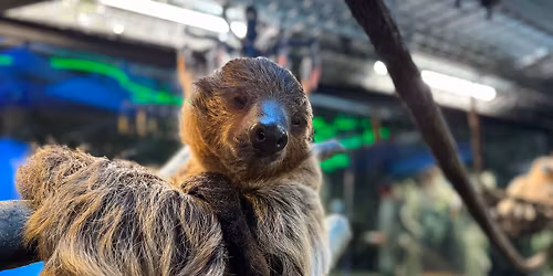 Earth Day Celebration