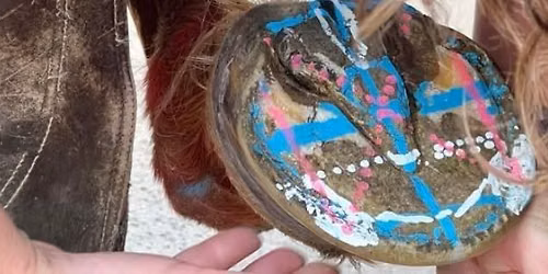 Perth Hoof Mapping & Trimming Workshop September