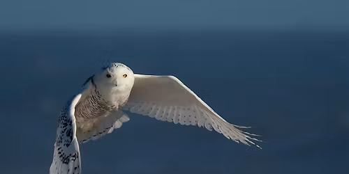 Meet the Artist: Joe Yaiullo | Photographer, Sculptor & Aquarist