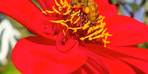 World of Bees Morning Tea
