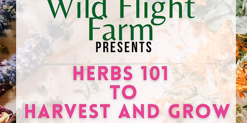Herbs 101 to Harvest and Grow