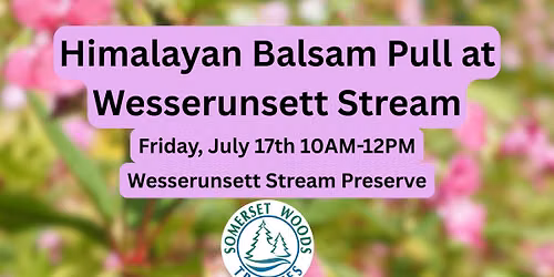 Himalayan Balsam Pull at Wesserunsett Stream