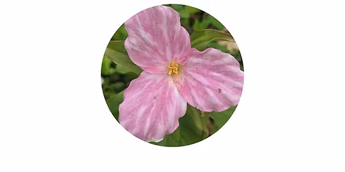 Wildflower Walk at the Thompson Wildlife Management Area