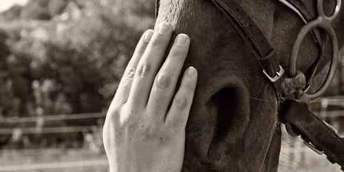 Horse Riding Tuesdays