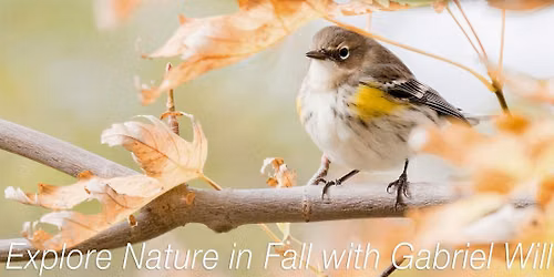 Tuesday Evening Fall Migration Bird Walk Series - Brooklyn