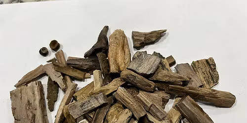 Bruneau Petrified Wood:  Geologic Field Trip