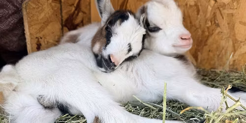 Baby Goat Sound Bath