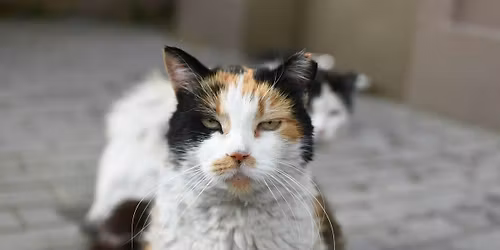 Community Cat Network Night