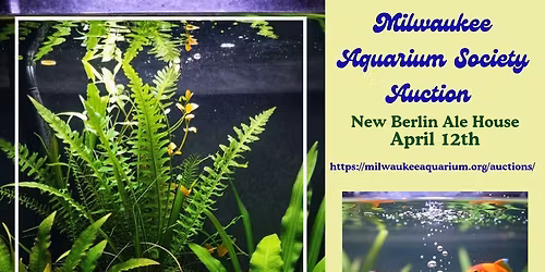 Milwaukee Aquarium Society Auction 