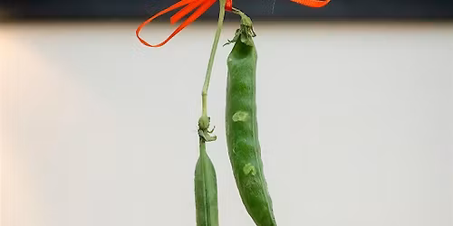 Bean there BEANS and BLOOM