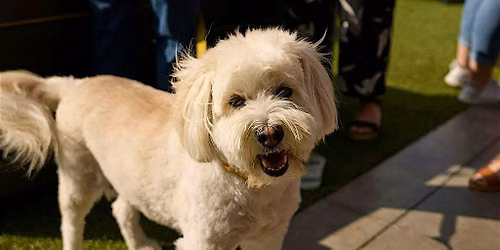 Yappy Hour