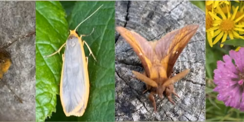 Magical Moths at Rainton Meadows