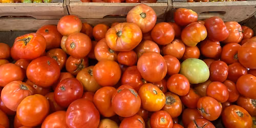 Tomato Fest