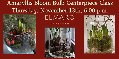 Amaryllis Bloom Bulb Centerpiece Class
