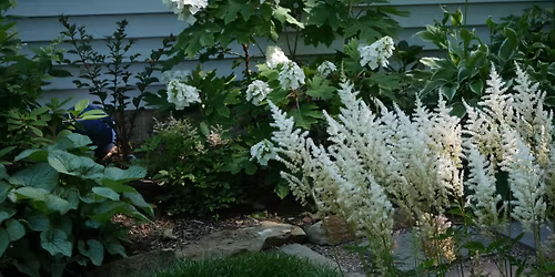 Gardening in the Shade - Beyond Hostas