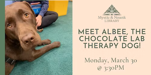 Meet Albee, The Chocolate Lab Therapy Dog!