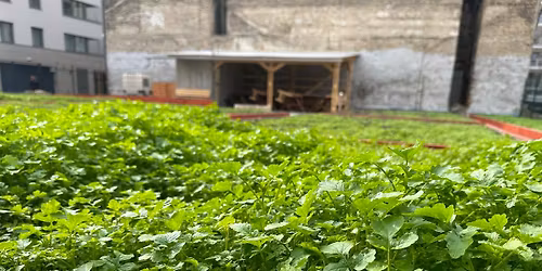 Ny\u00edlt Nap a K\u0151ris K\u00f6z\u00f6ss\u00e9gi Kertben