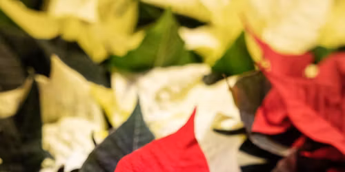 Jul hos Toppe Gartneri