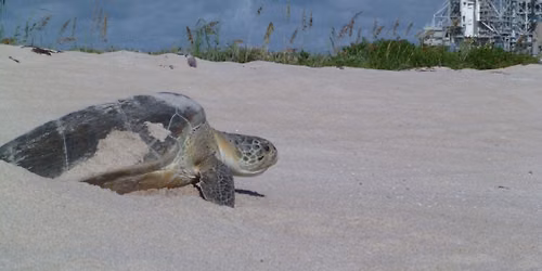 Sea Turtle Walks