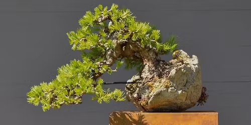 EXPO Bonsa\u00ef \/ Bonsai