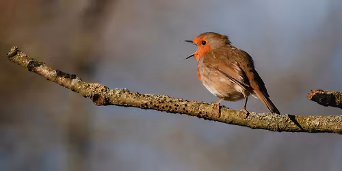 Quiet Morning: Come near and listen