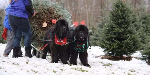 GRNC Tree Pull at Moore Family Farm