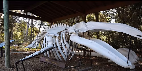 Paint the MacKerricher Whale Skeleton!